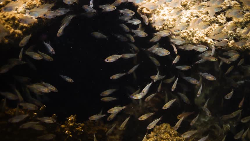 A school of fish swimming in coral reef in the ocean