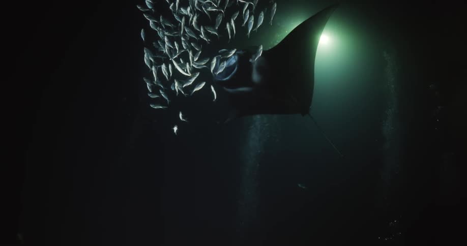 Underwater footage of a manta ray swimming through a school of fish on the dark ocean waer