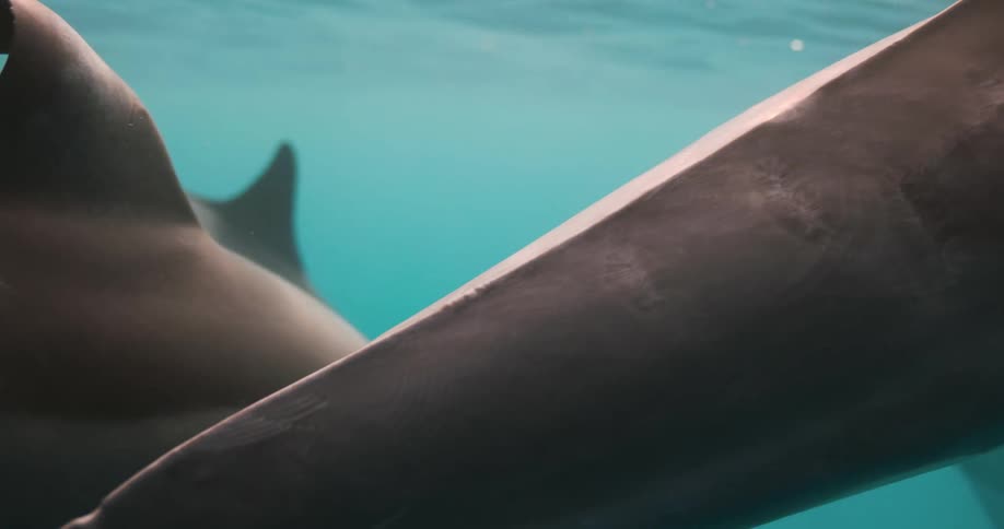 A group of dolphins swim just under the surface of the ocean