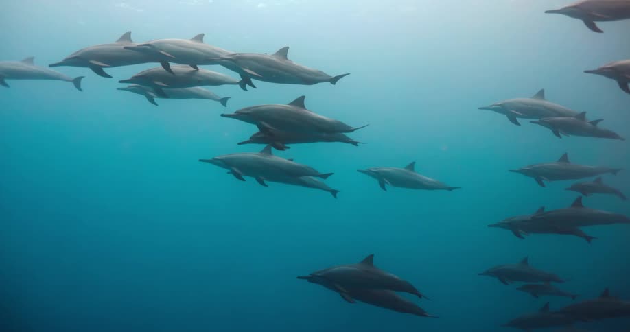 A school of dolphins float underwater in what looks like slow motion