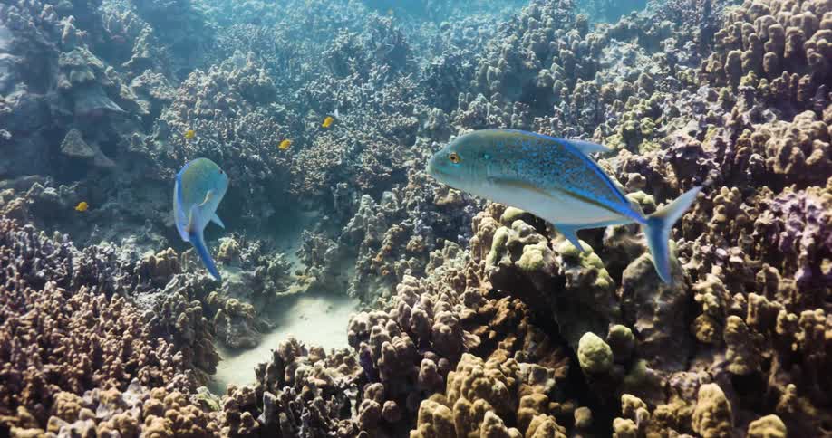 Two matching blue fish swim past coral reef