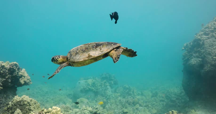A sea turtle and fish swimming in the ocean near the coral and rocky bottom