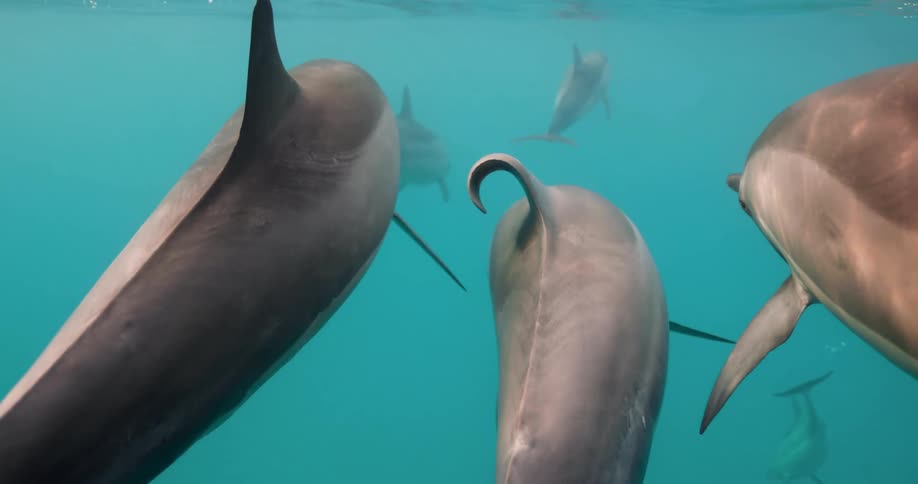Dolphins in a pod swimming and surfacing