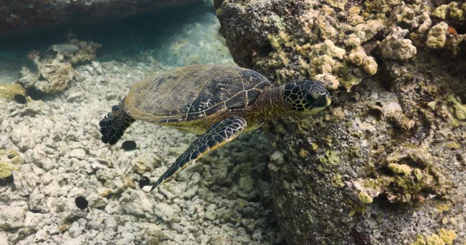 A turtle swims in slow motion underwater among coral rocks and sand