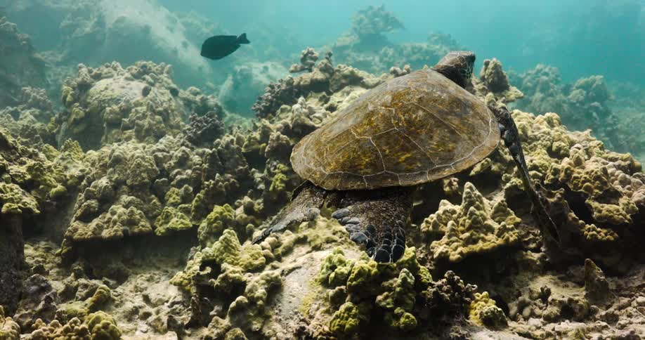 A turtle and fish swimming under water
