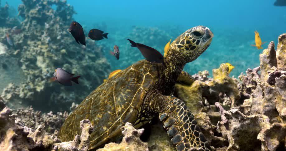 A turtle relaxes on coral reef while fish swim past
