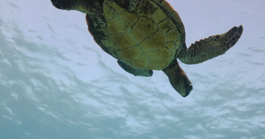 A turtle floats underwater with its arms out