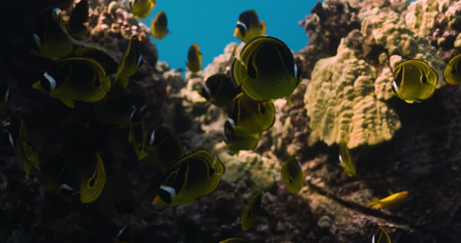 A group of fish swim past the coral reef
