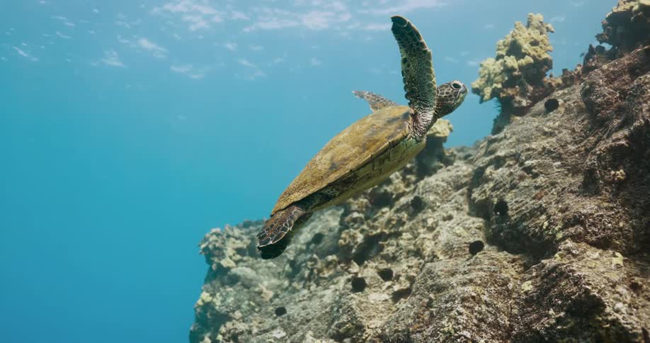 A turtle swims along the slope of coral reef underwater