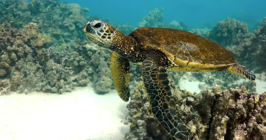 A green seat turtle swimming in the ocean near sand and reef