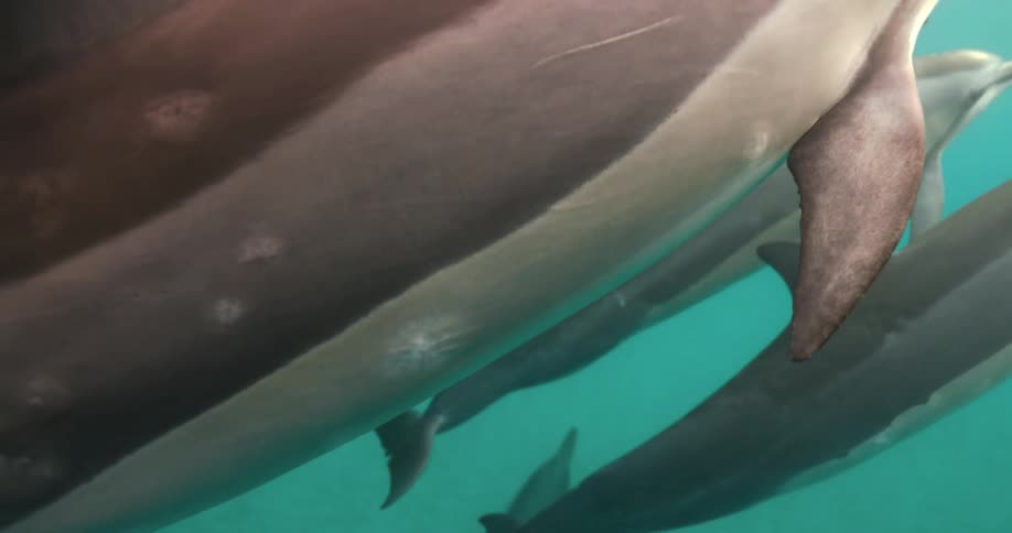 Dolphins swim side by side in a group underwater