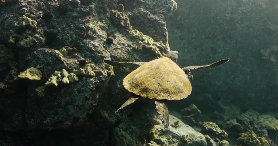 A turtle is swimming underwater above the seabed