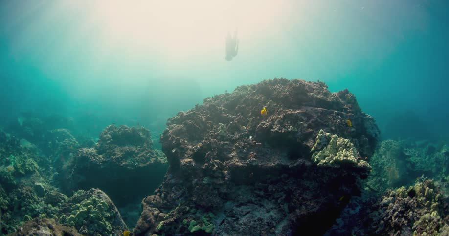 An octopus swims down toward the bottom of the ocean