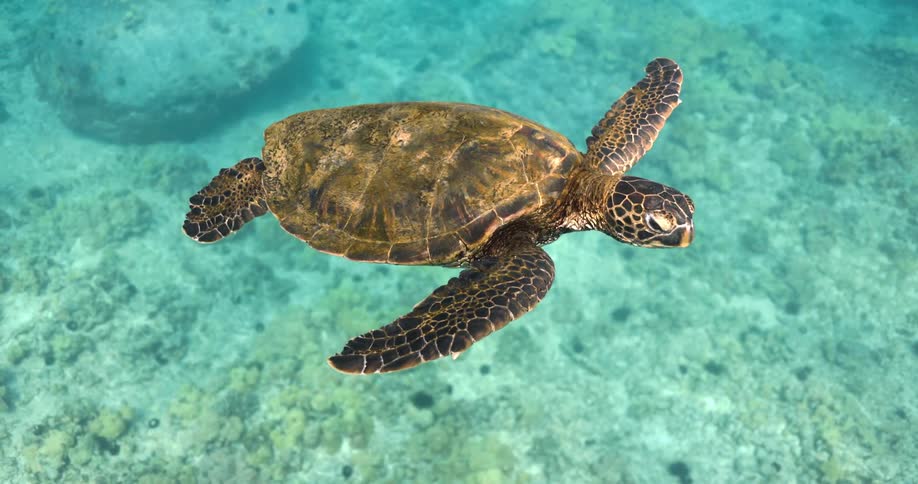A sea turtle swimming in the ocean