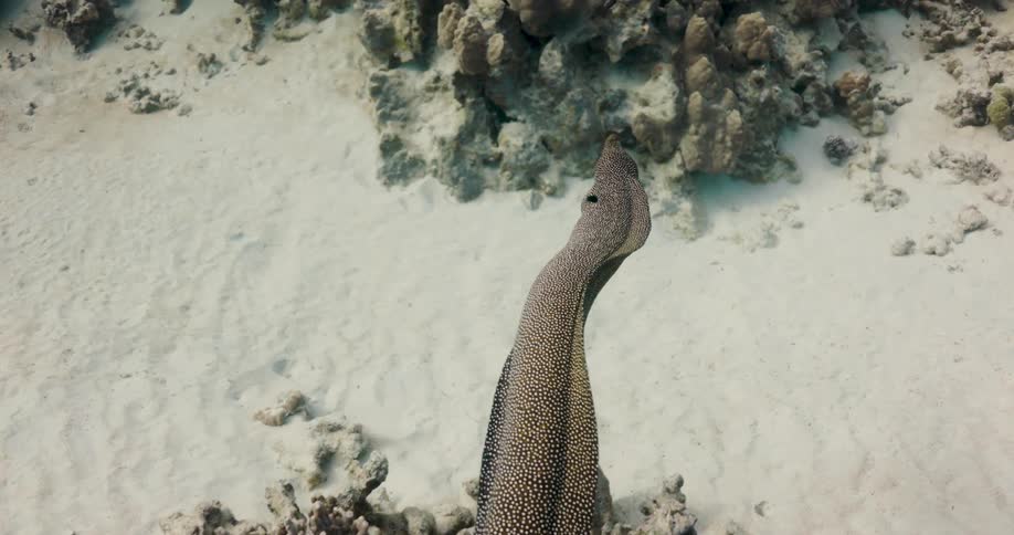 An eel slithers above the ocean floor