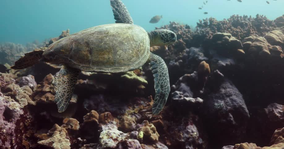 A large turtle swims over coral reef in the ocean