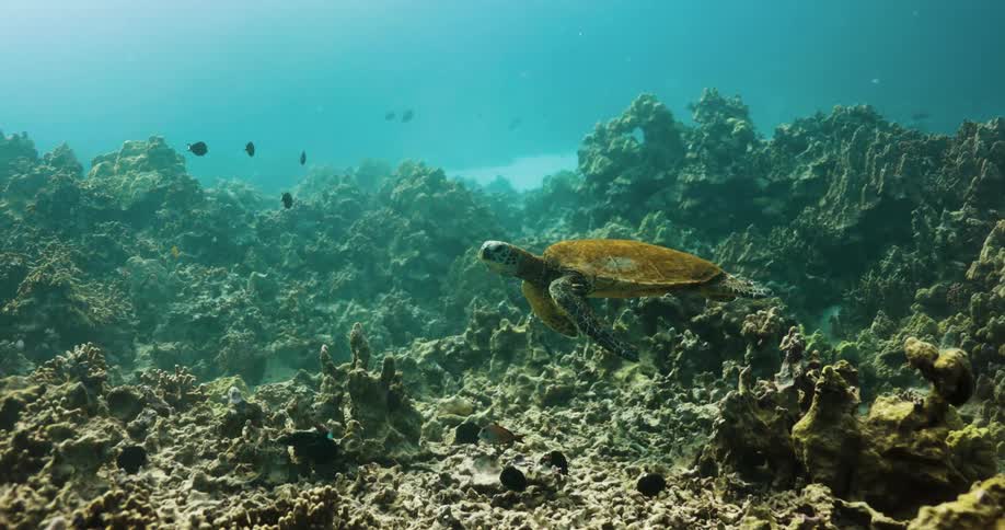A sea turtle and fish swimming near the ocean rocky bottom