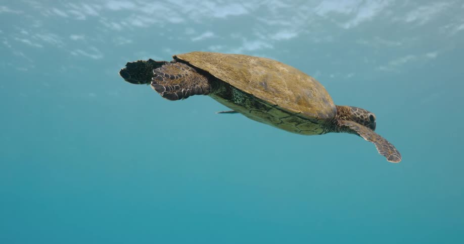 A turtle is swimming underwater just below the surface