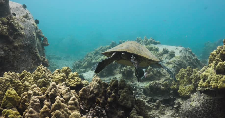 Turtle swims in sea water