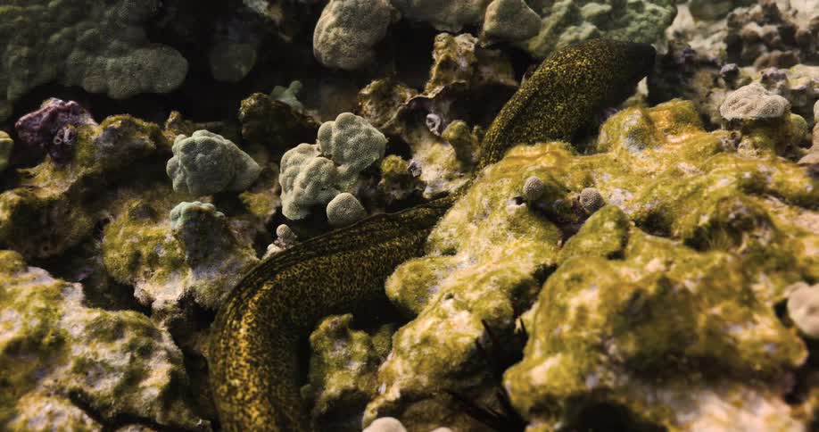 Camera tracks eel as it swims underwater amongst rocks and coral