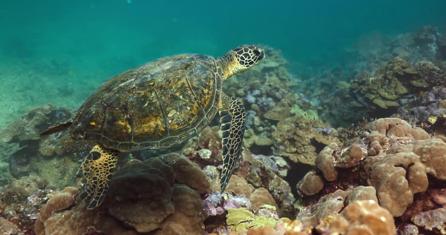 Camera tracks a large turtle as it swims underwater
