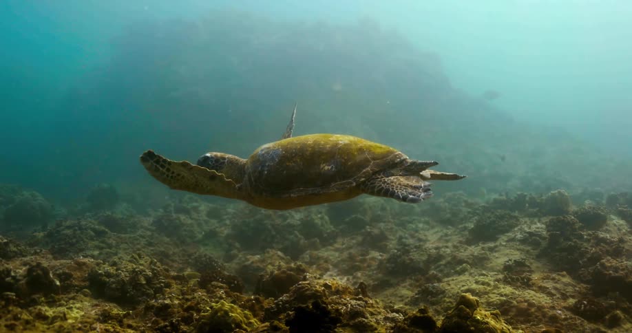 Sea turtle with green algae on the carapace slowly swimming ver the bottomo of the ocean