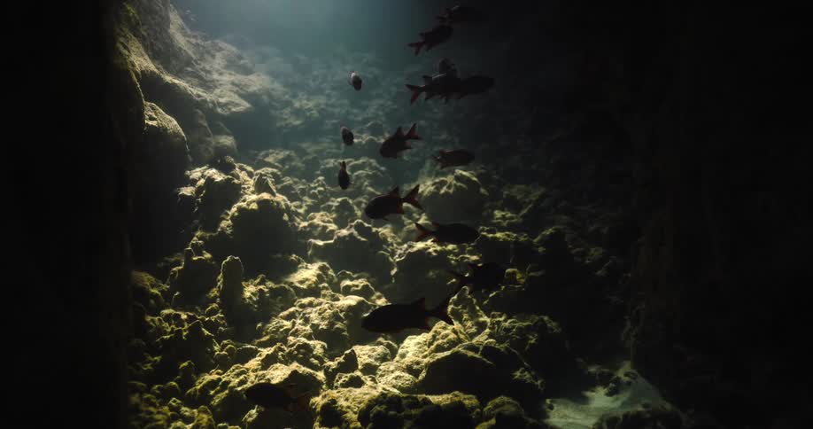 Dim lighting silhouettes fish school swimming over rocky terrain on seafloor