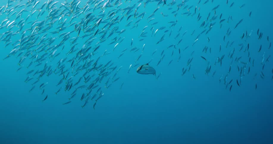 Fish swimming in the open ocean