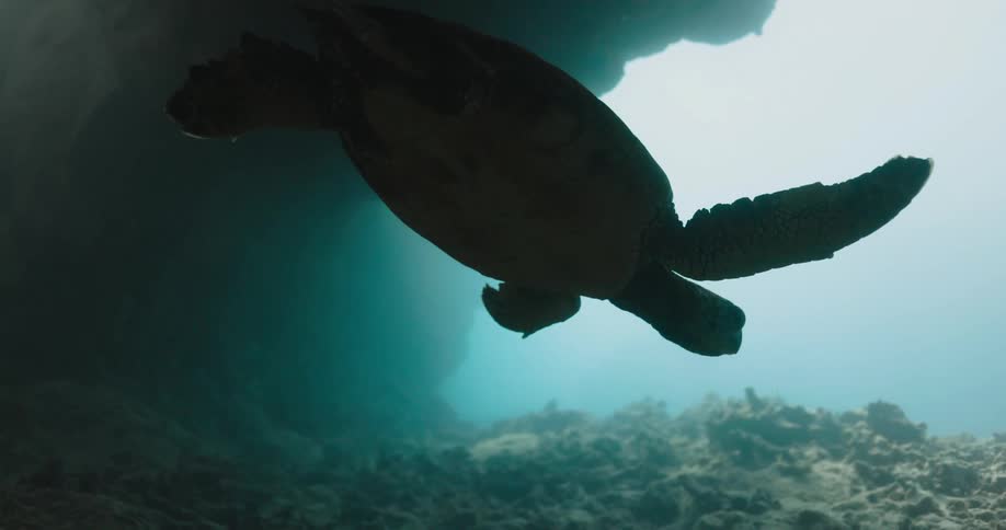 Turtle swimming in sea water is silhouetted against light