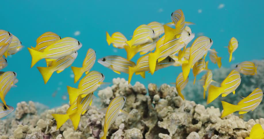 The fish swim together underwater