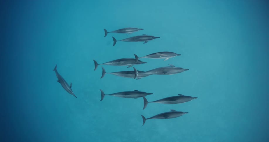 Underwater footage of a pod of dolphins swimming on the deep blue ocean waters