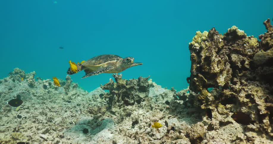 A sea turtle and fish swimming in a coral reef in the ocean
