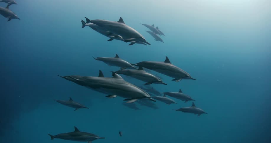 Underwater footage of a pod of dolphins swimming on the deep blue ocean waters