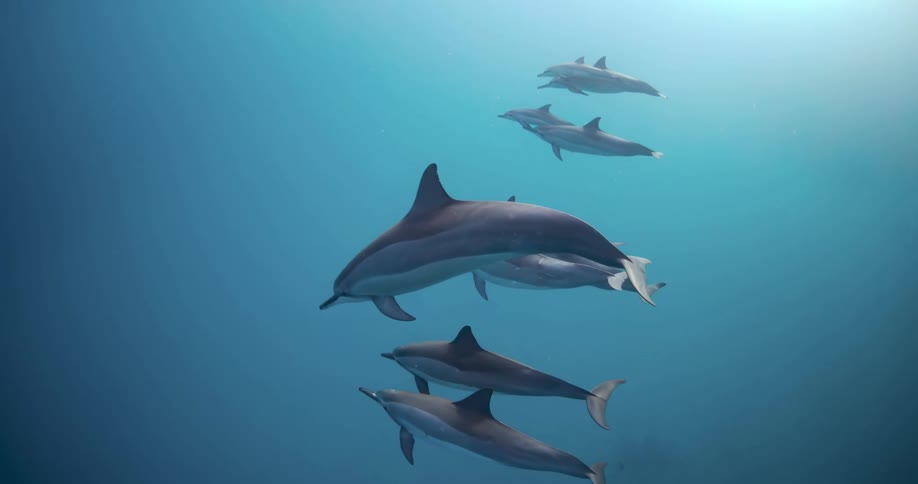 Dolphins swimming under water in the ocean