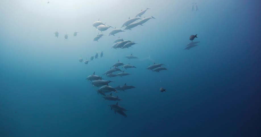 Dolphins and fish swimming in ocean water