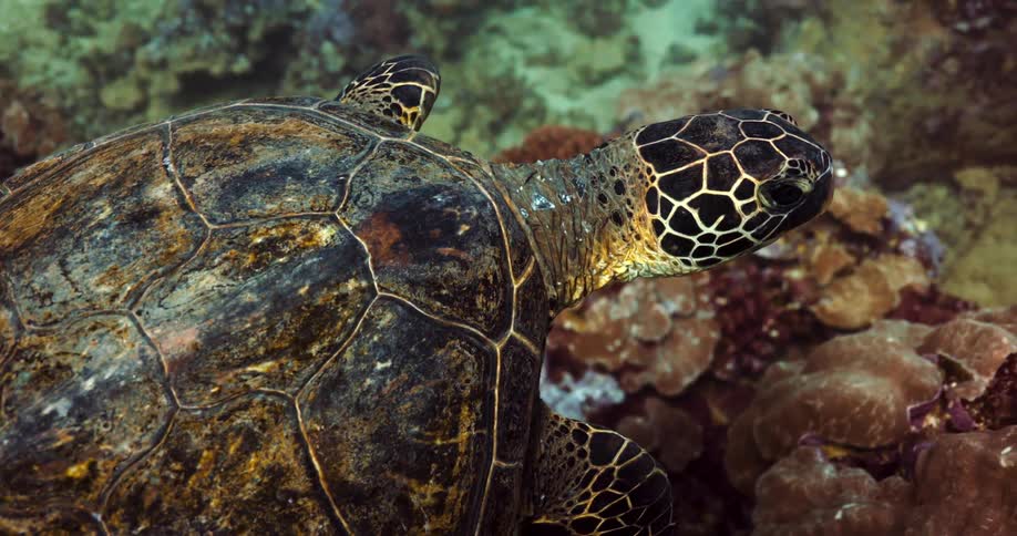A sea turtle is floating above the seabed exploring the underwater world