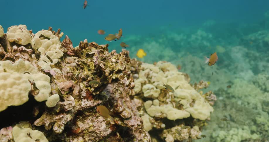 Fish swimming around coral reef in the ocean