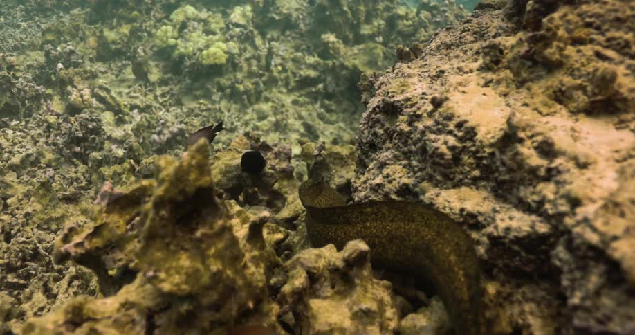 Camera follows a large eel as it swims amongst other fish