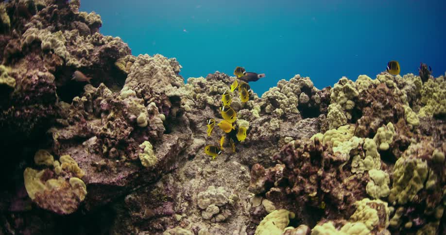 Fish swimming over a coral reef in the sea