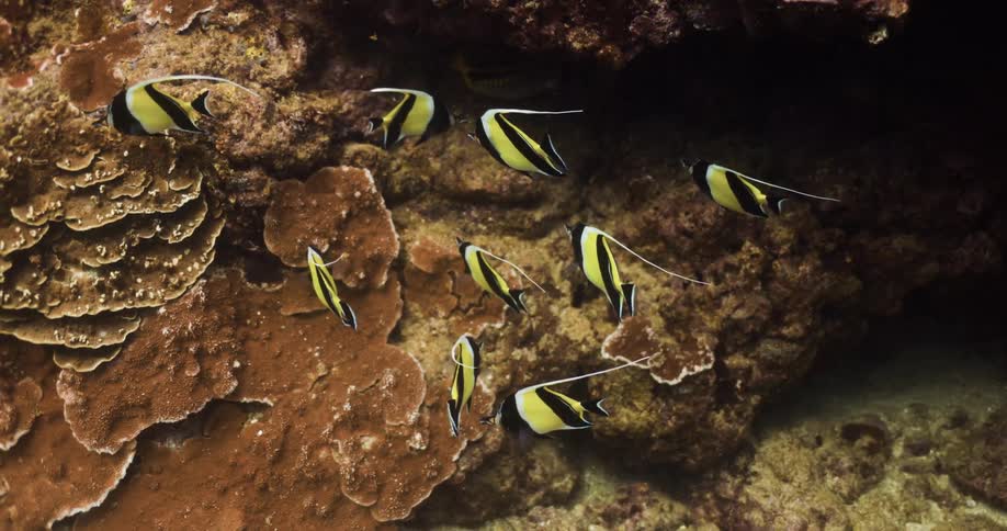 A school of yellow and black fish swim near the ocean floor