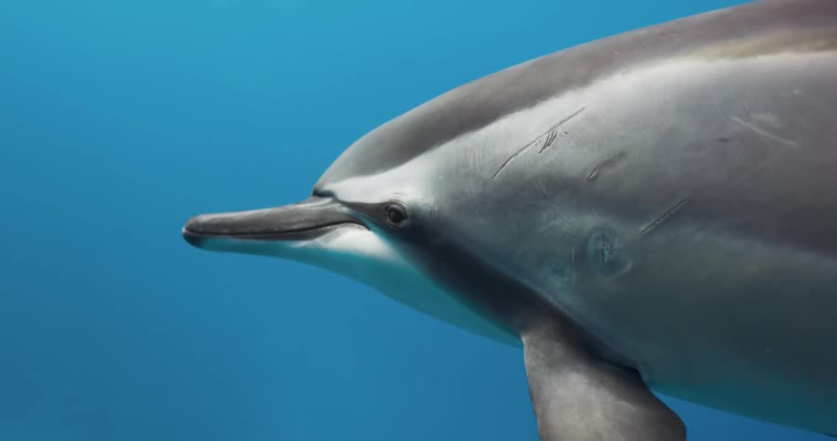A dolphin is swimming underwater and looking around