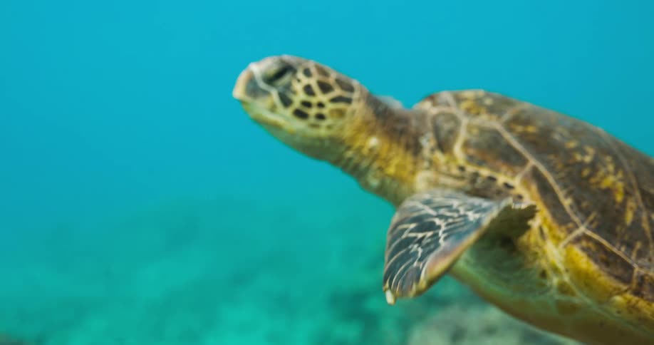 A turtle swimming under water in the ocean