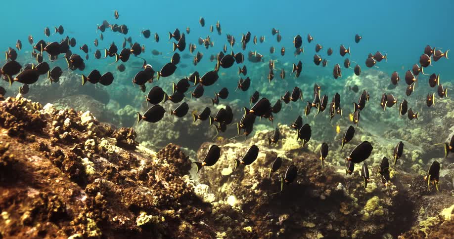 A school of fish swim low underwater