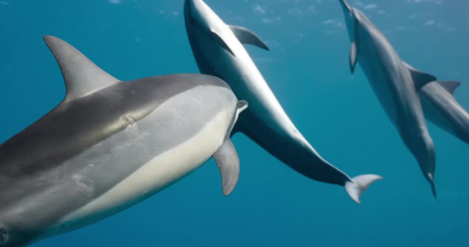 A group of dolphins swimming underwater in the ocean