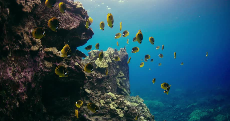Fish swimming around a coral reef in nature