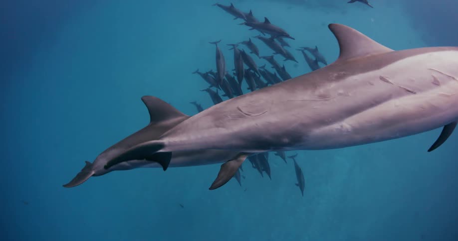 A group of dolphins swim in the water