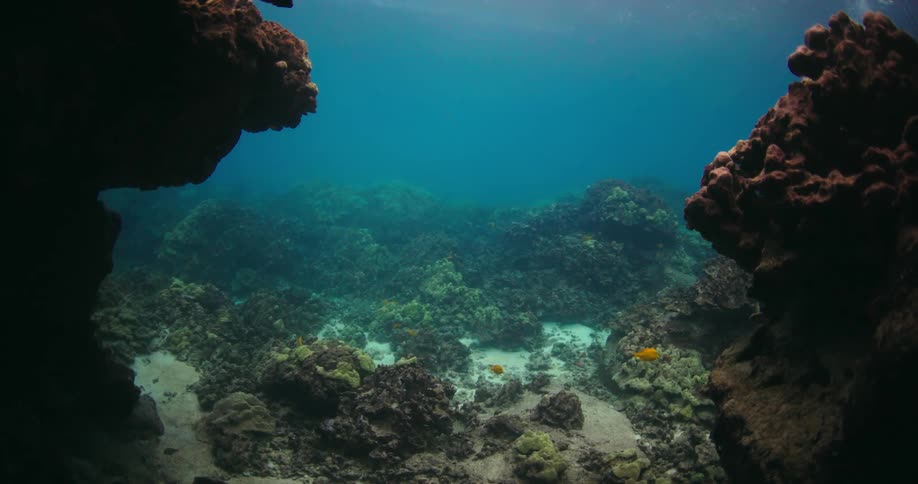 Fish swim underwater in the murky water