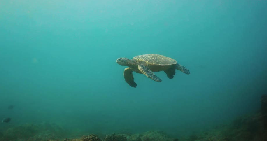 A sea turtle swimming in ocean water