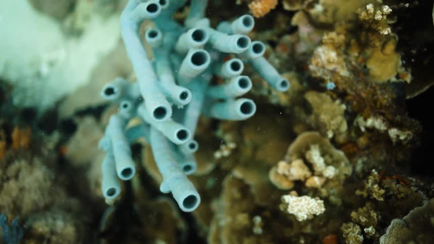 Fish swim among multicolored coral on a reef