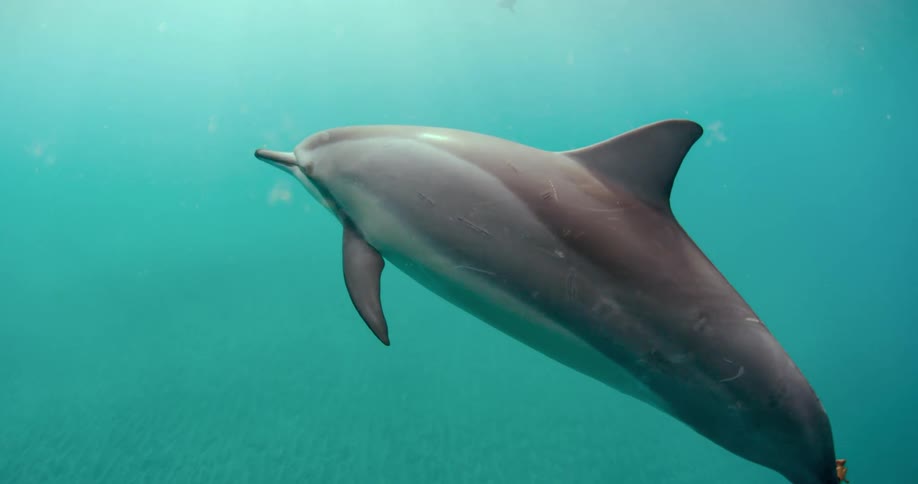 A dolphin swims upward in the ocean
